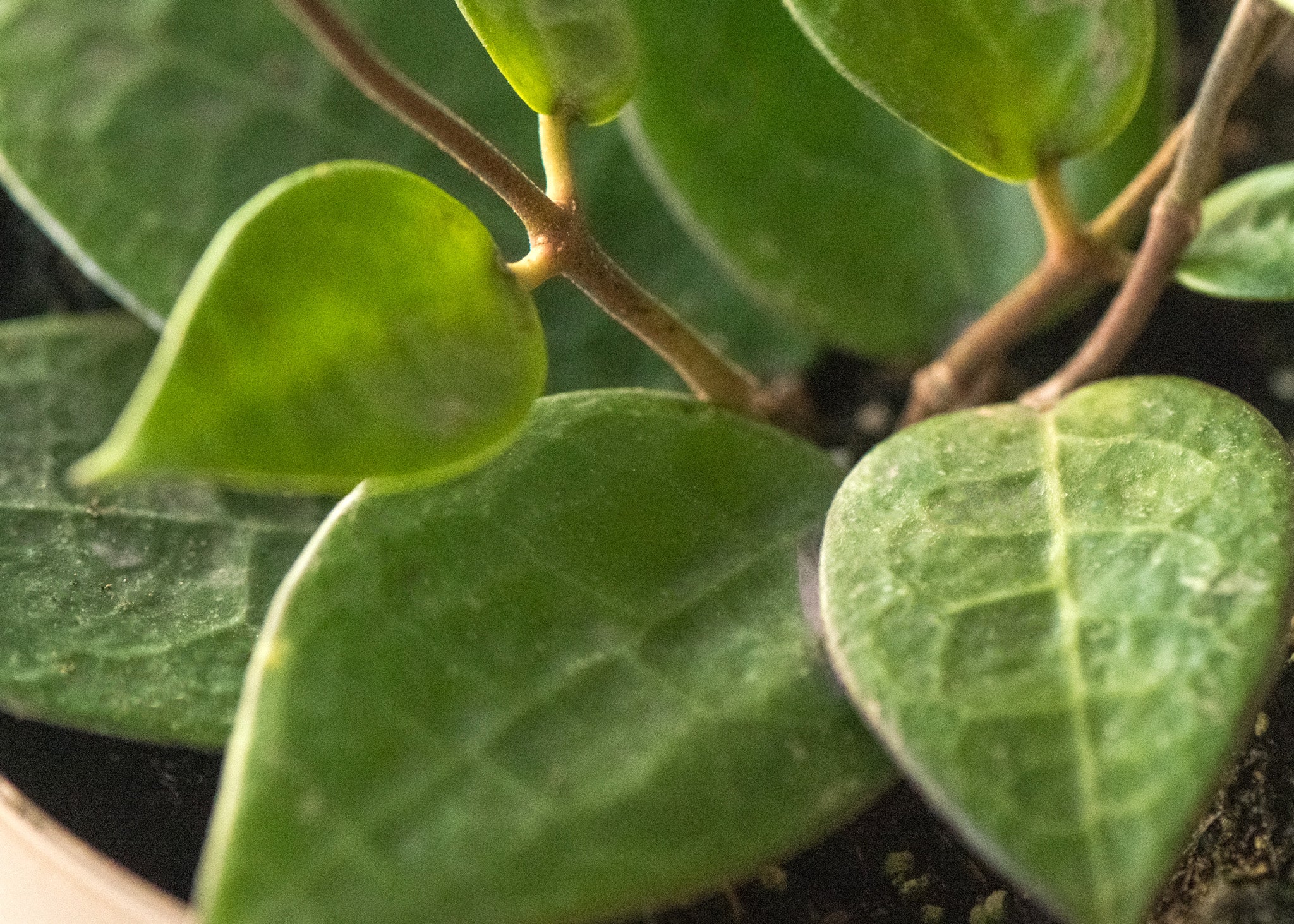 Hoya parasitica 'Black Margin'