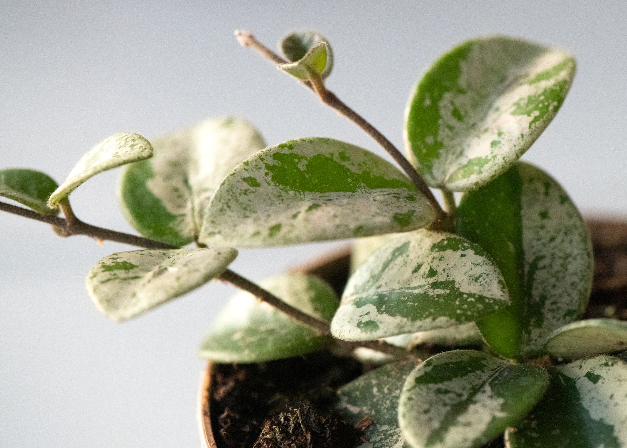 Hoya 'Mathilde Splash'