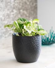 Epipremnum 'Manjula Happy Leaf'