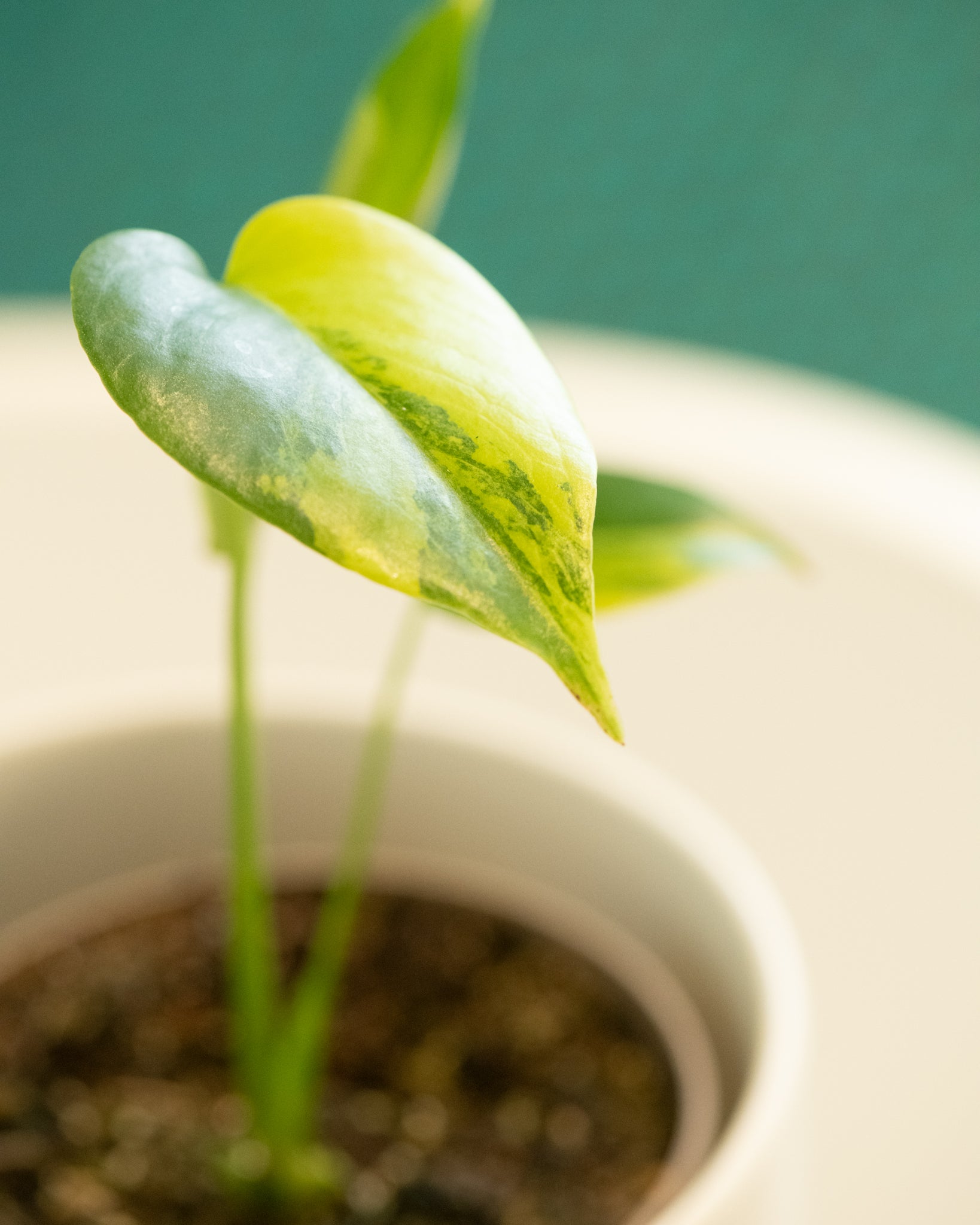 Monstera deliciosa 'Yellow Marilyn'