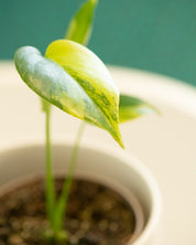 Monstera deliciosa 'Yellow Marilyn'