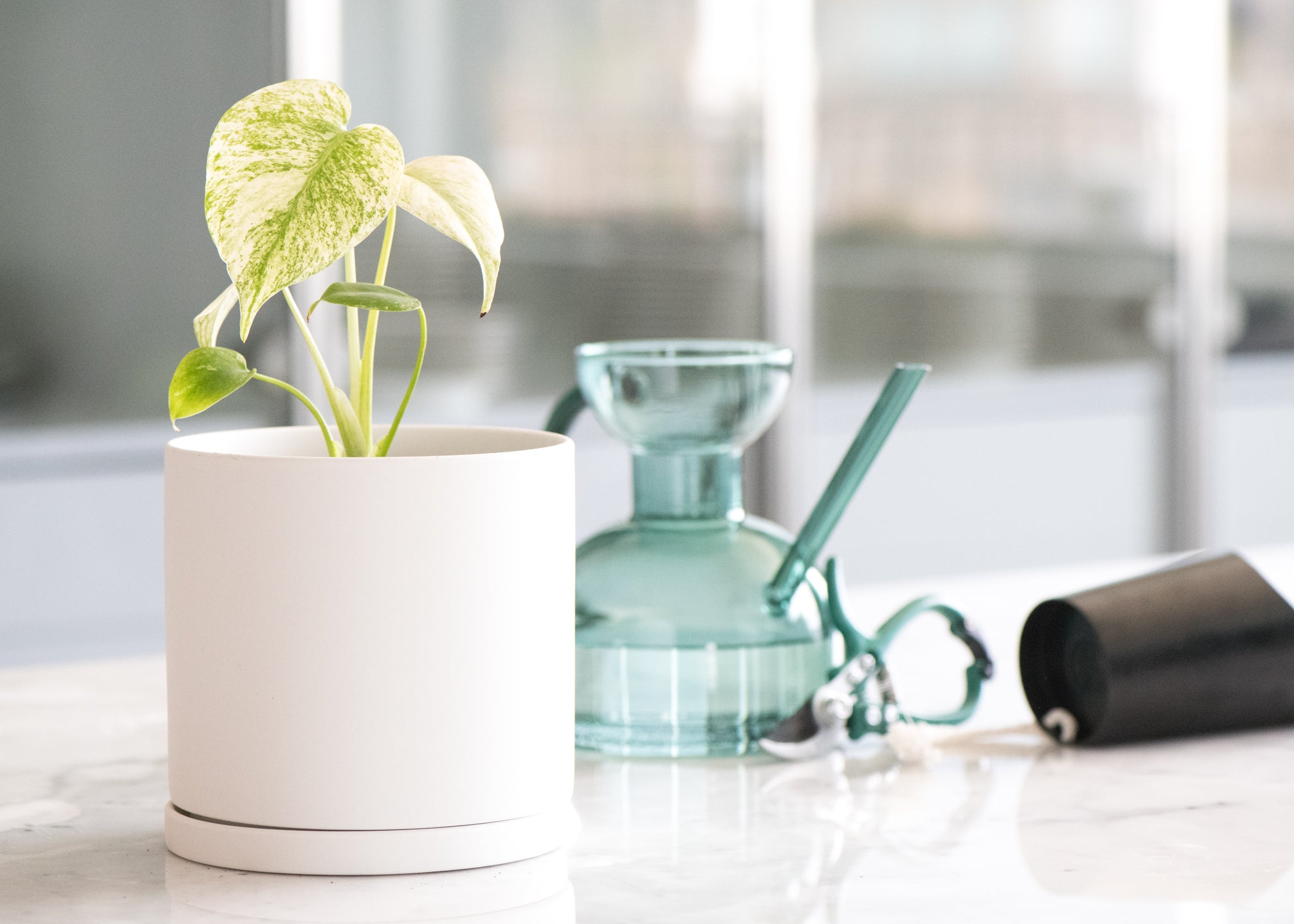Monstera deliciosa Mint Variegated
