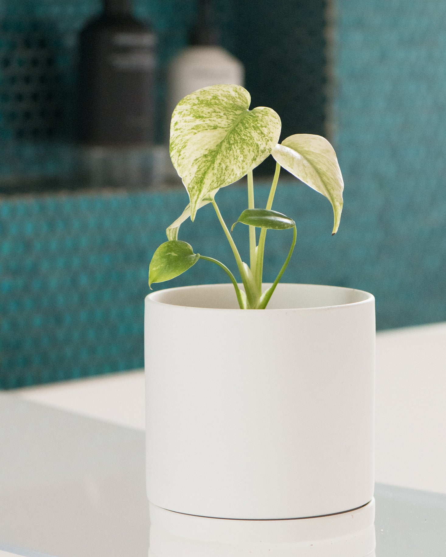Monstera deliciosa Mint Variegated