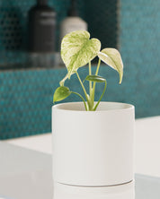 Monstera deliciosa Mint Variegated