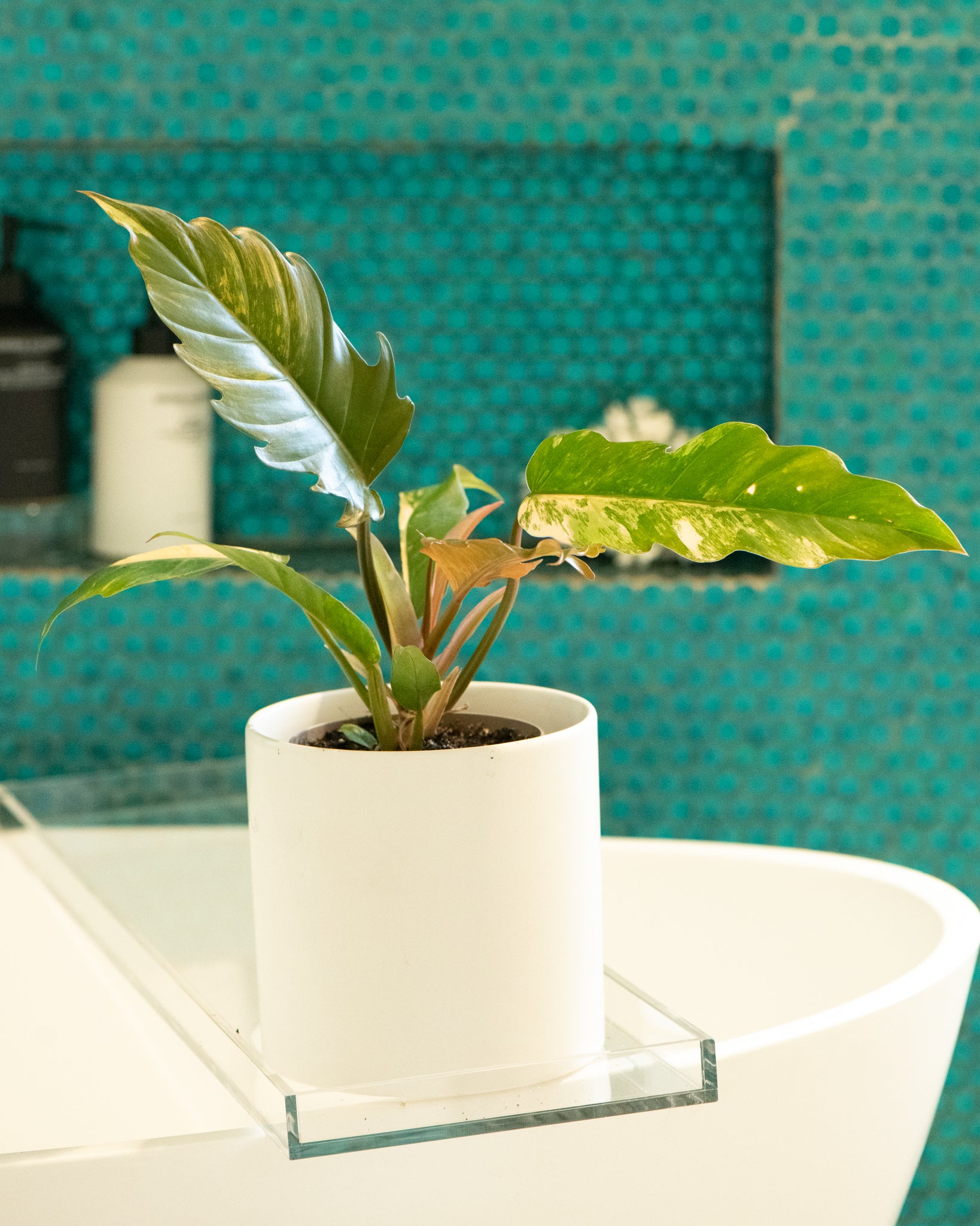 philodendron caramel cream Philodendron 'Caramel Marble' – Rare Variegated Houseplant – Lush & Rare