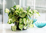 Epipremnum 'Manjula Happy Leaf'