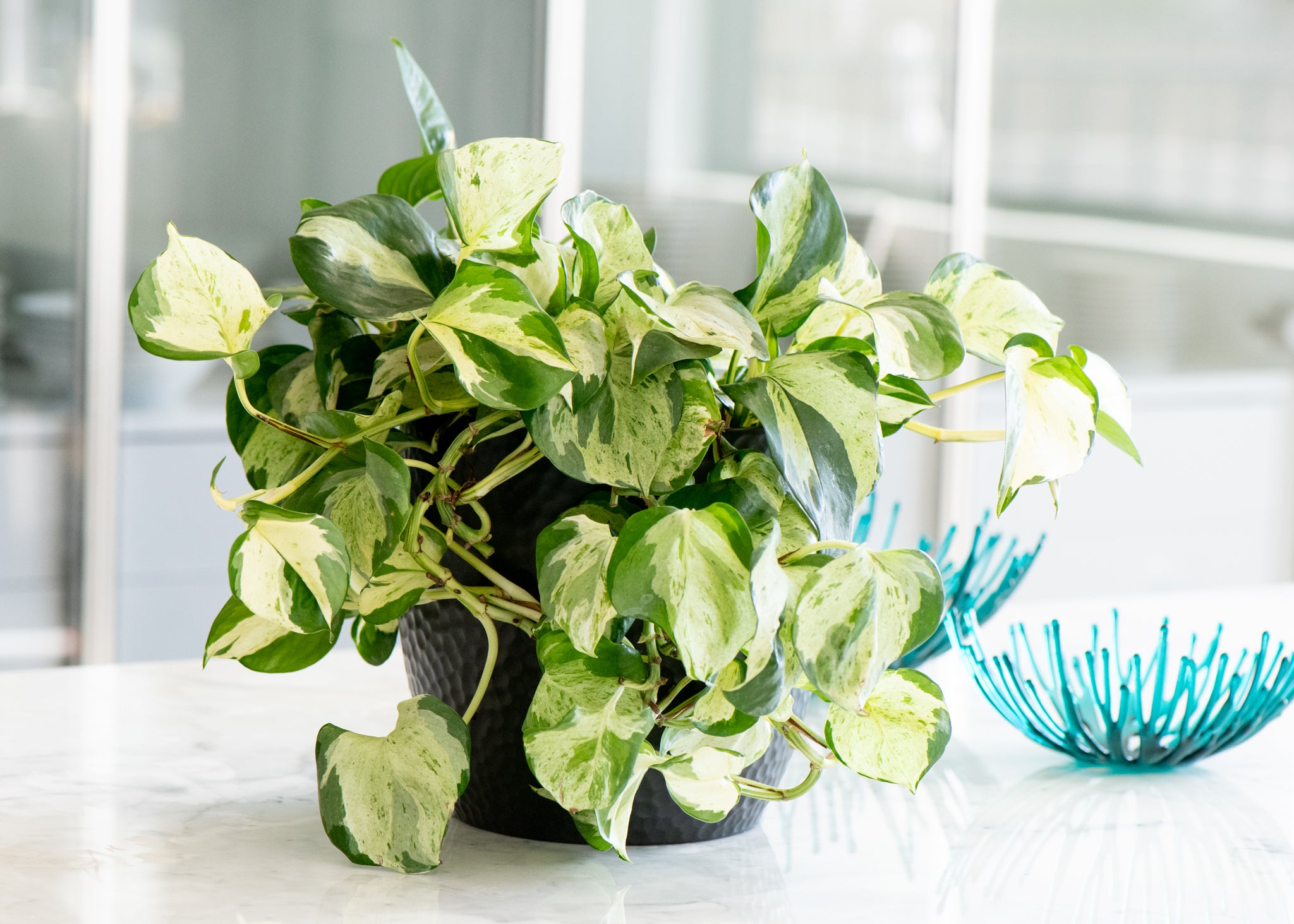Epipremnum 'Manjula Happy Leaf'