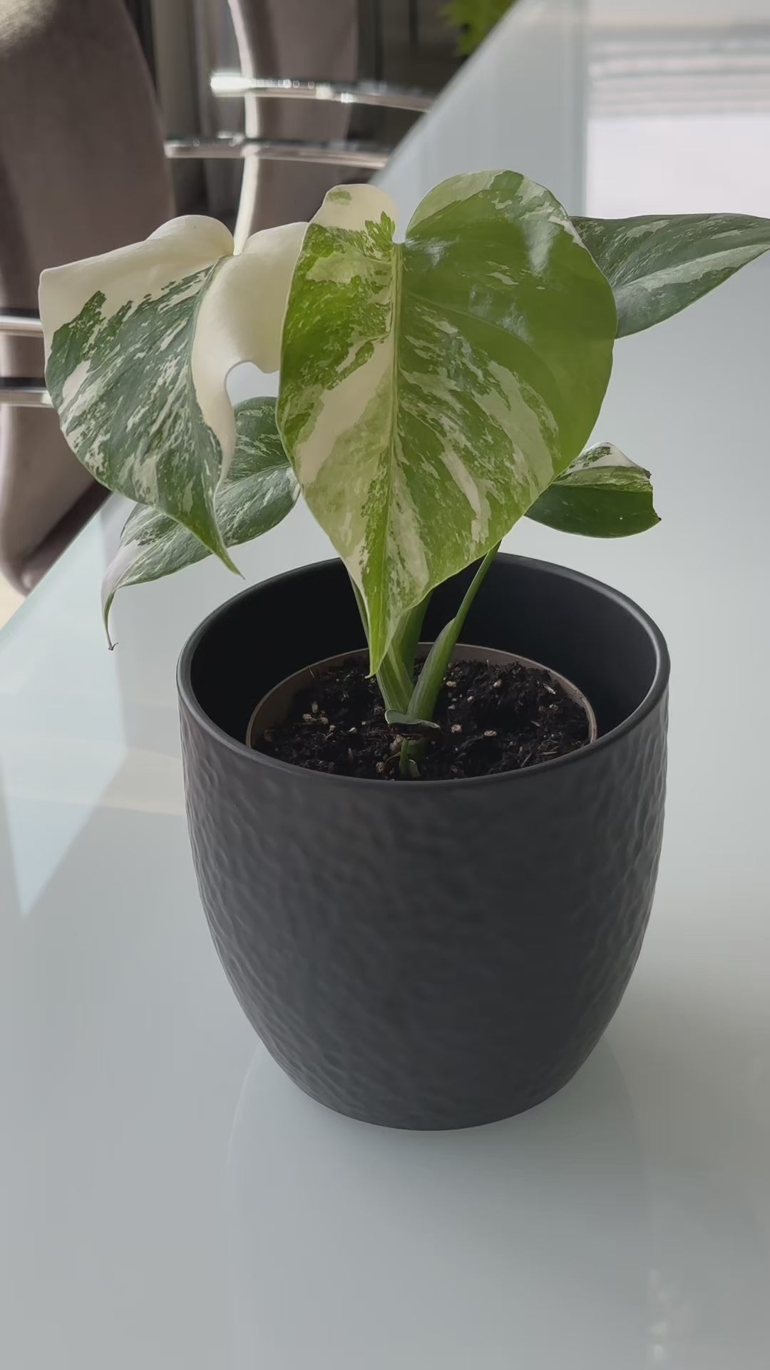 Monstera deliciosa Albo Variegata