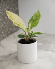 Anthurium Hookeri variegata